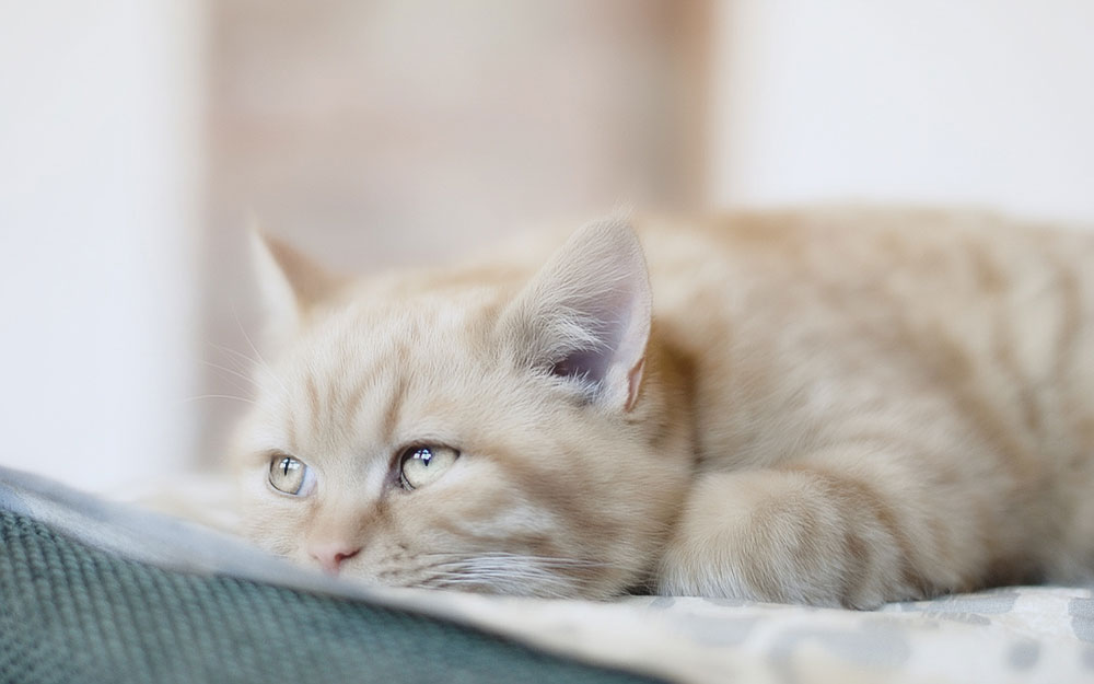 El gato echa de menos