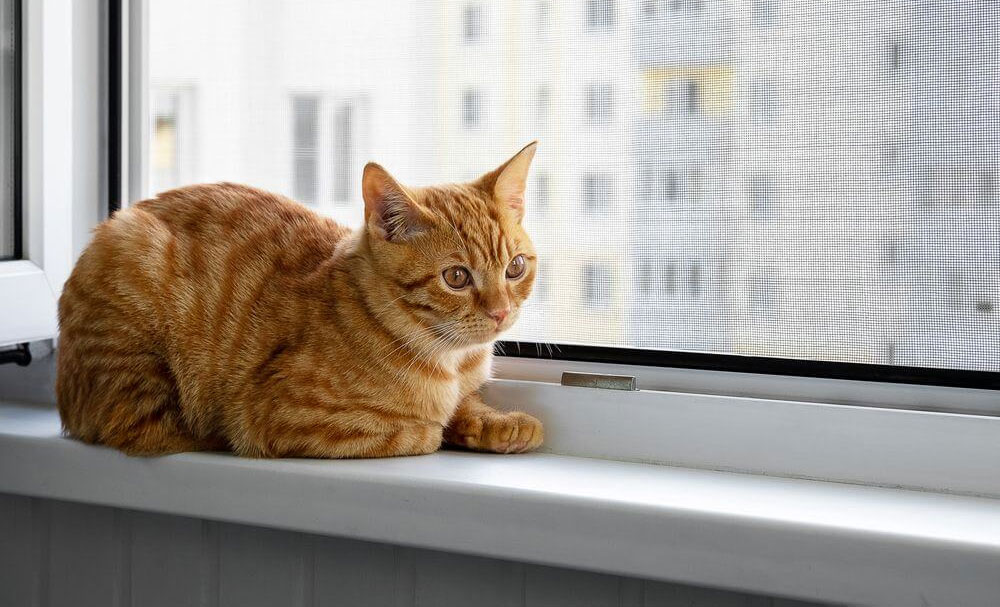 Cómo proteger al gato de los insectos