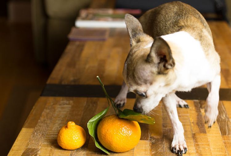 El perro y la mandarina