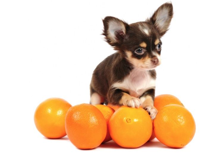 ¿Puede un perro comer mandarinas?
