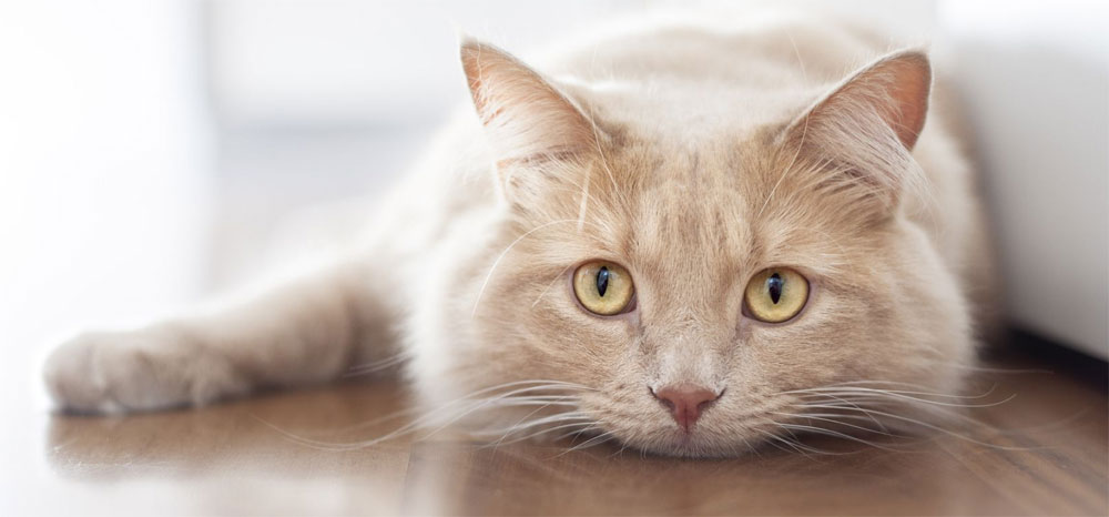 Cómo soportan los gatos la soledad