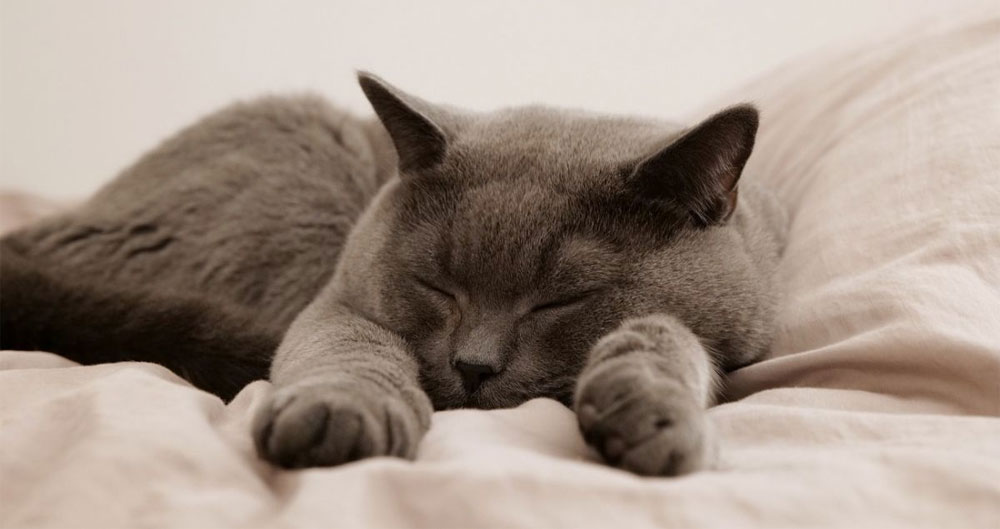 ¿Se puede dejar al gato solo en el piso durante una semana?
