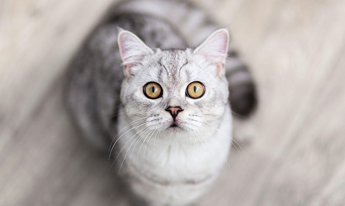¿Cuántos días se puede dejar al gato solo en casa?