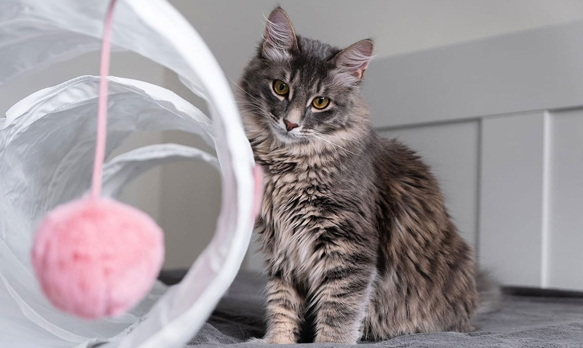 Qué hacer si no hay con quién dejar al gato