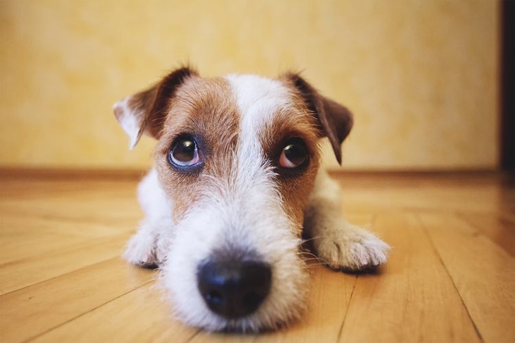 Obstrucción intestinal en el perro