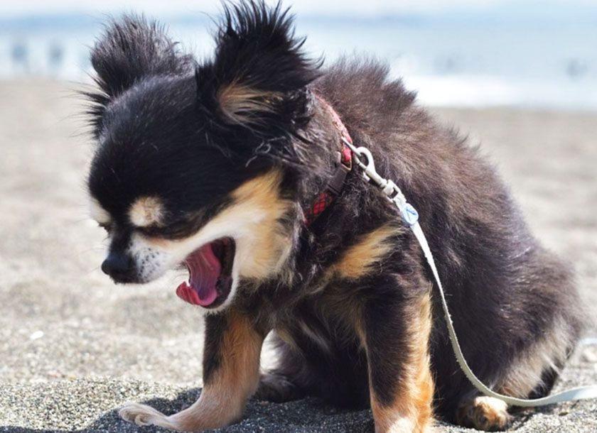 Ataque en un perro