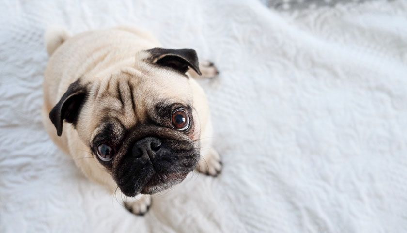 Perro de raza carlino