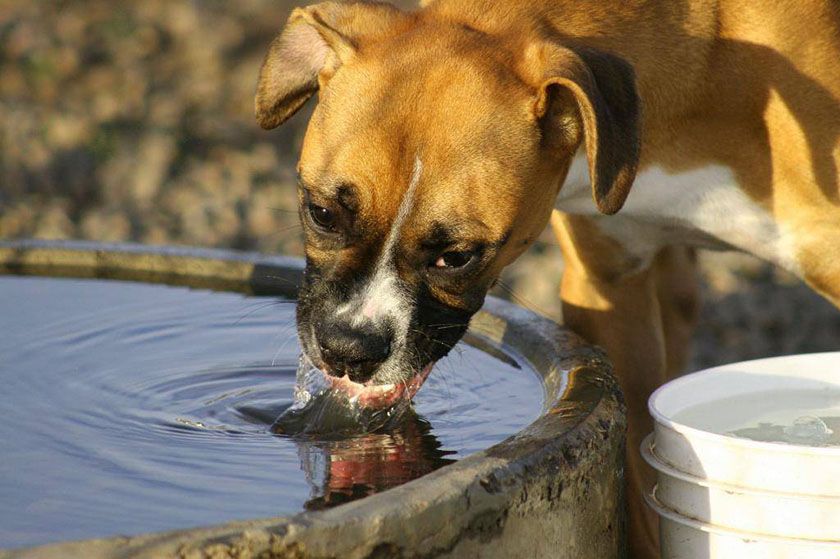 El perro bebe agua