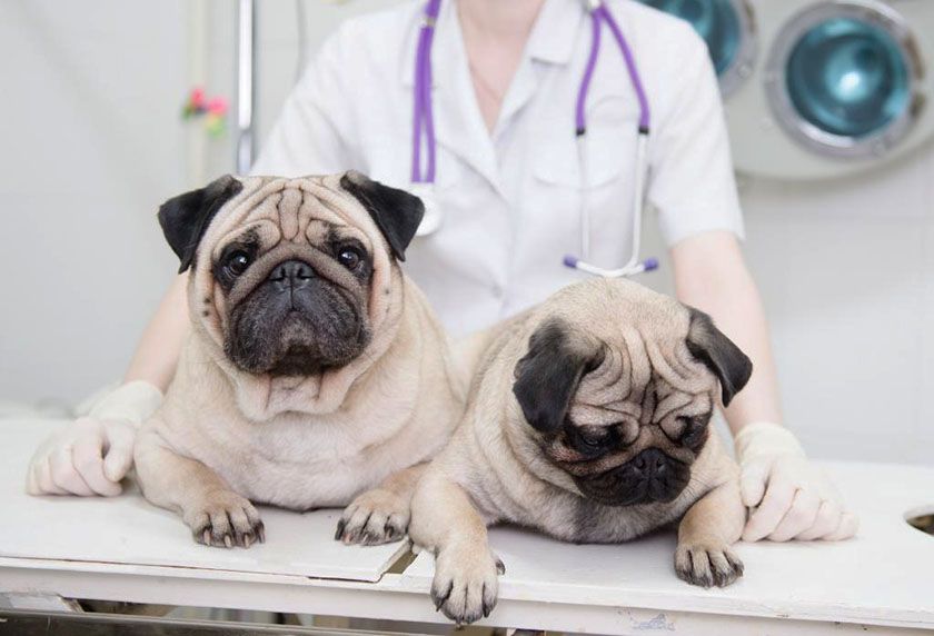 Carlinos en el veterinario
