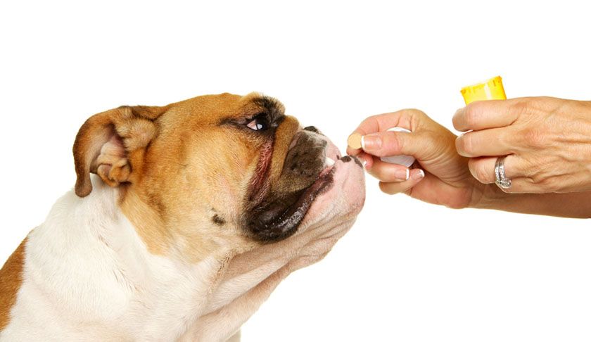 Comprimido para perro