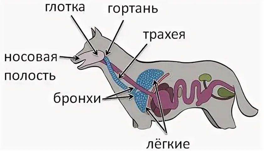 Órganos respiratorios del perro