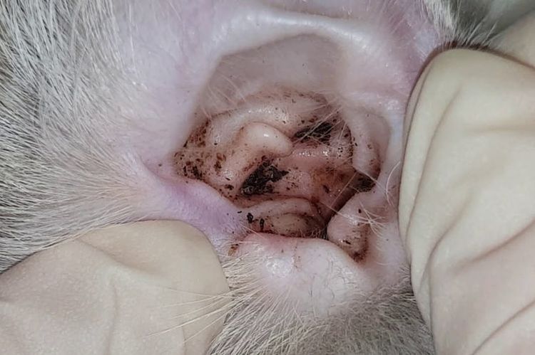Symptome der Otodectose bei Katzen auf Fotos