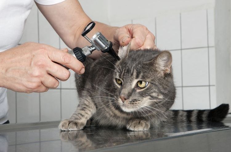 Dem Kater wird das Ohr untersucht.