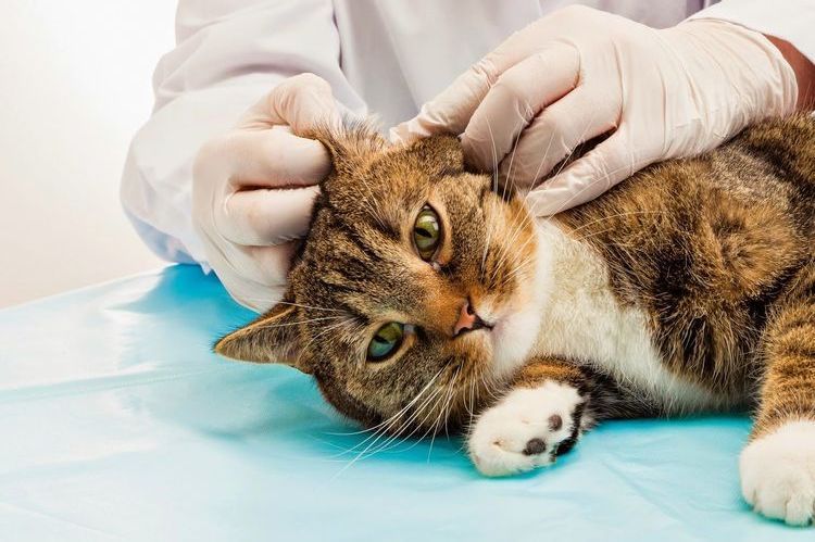 Otodektose bei Katzen