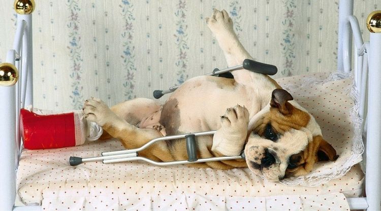 Fractura en un perro