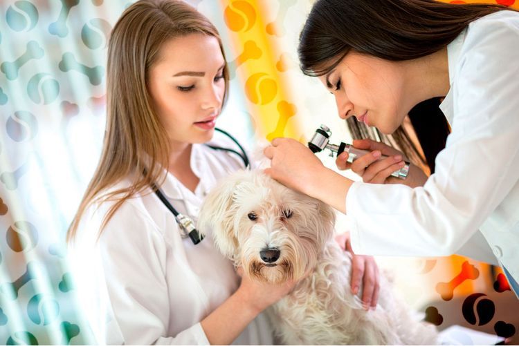 Los veterinarios examinan al cachorro