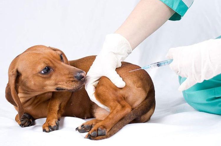 Inyección a un perro salchicha en la pata