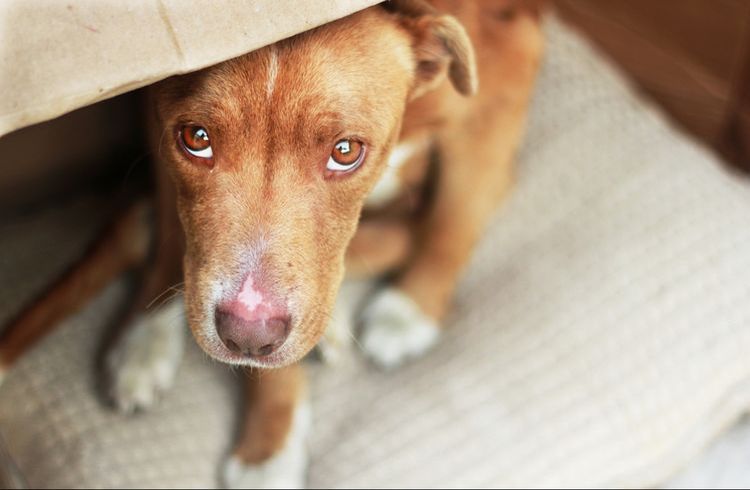 Piodermia en perros
