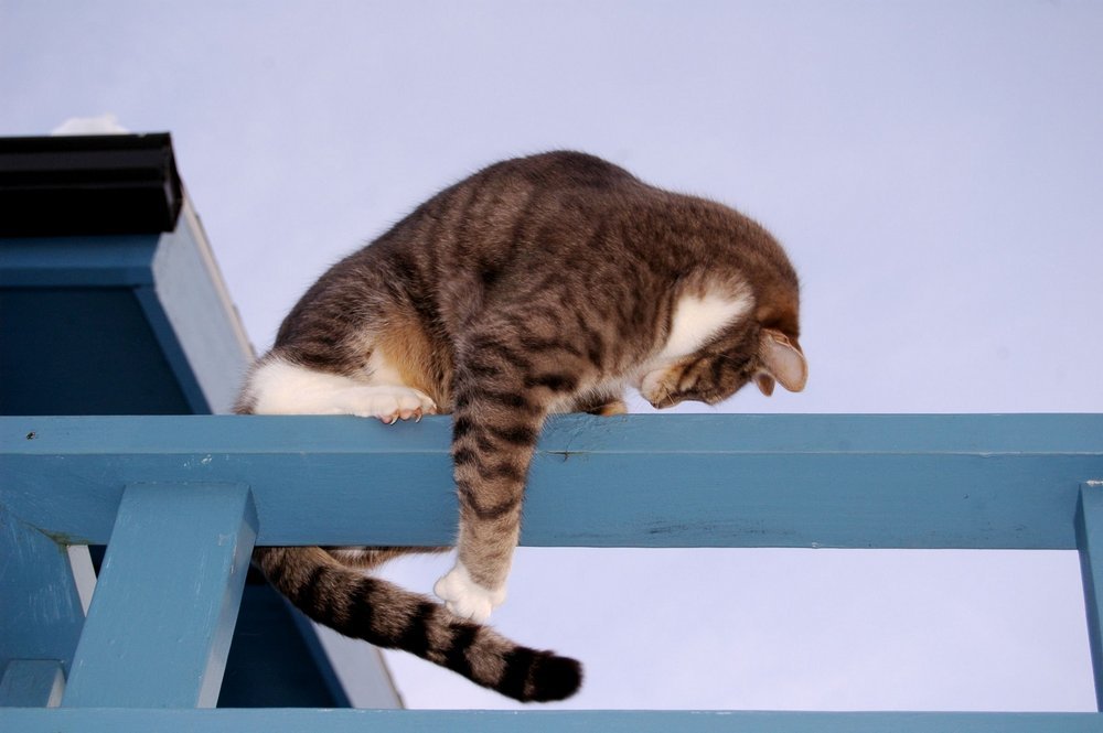 Gato