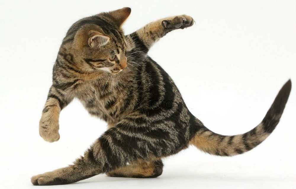 Gato