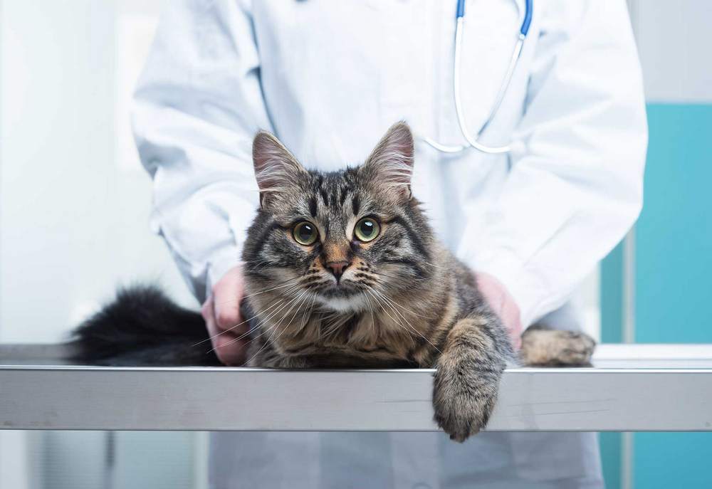 Gato cerca del veterinario