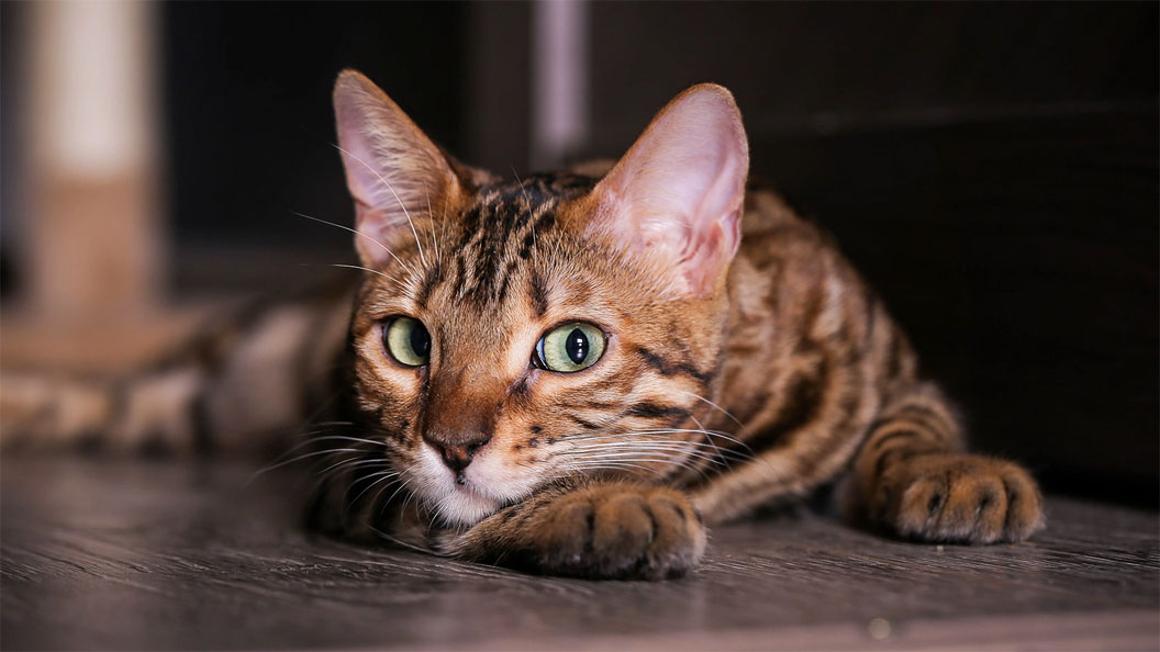 Temperamento del gato: sociable o no