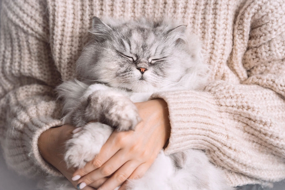 Por qué el gato exige atención constantemente