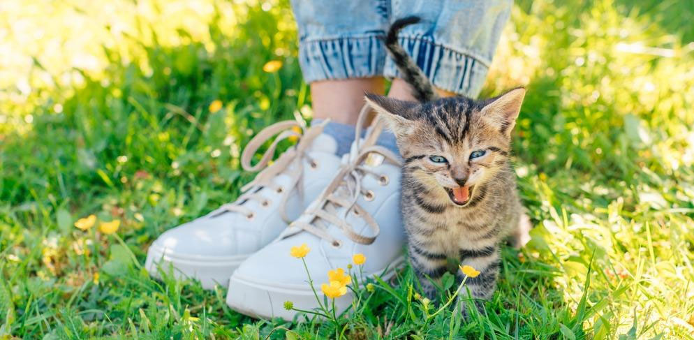 Por qué el gatito sigue a todas partes