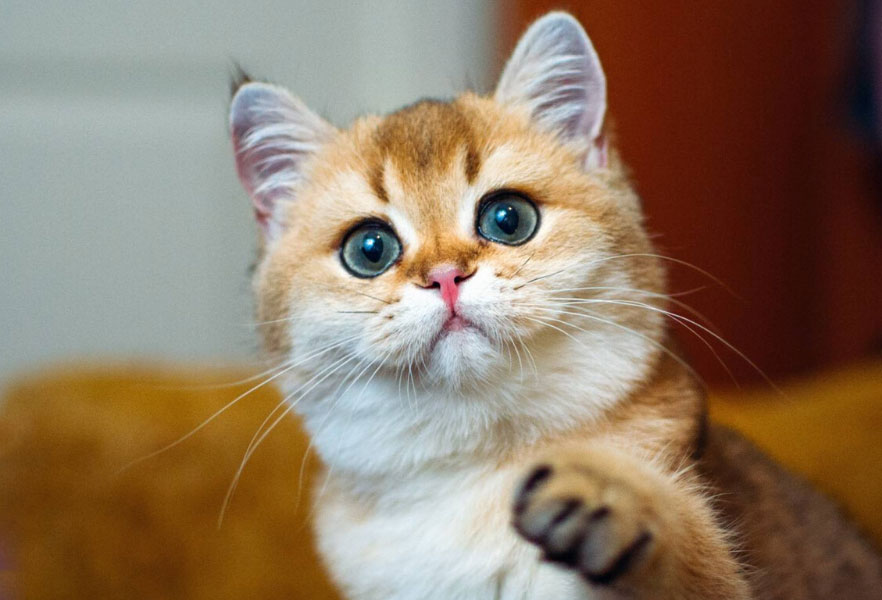 Por qué el gato llama la atención