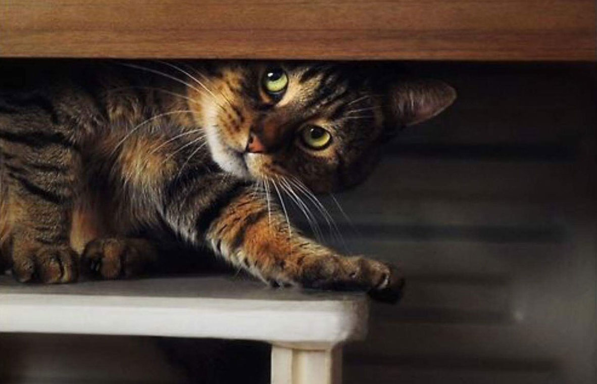 El gato controla el territorio
