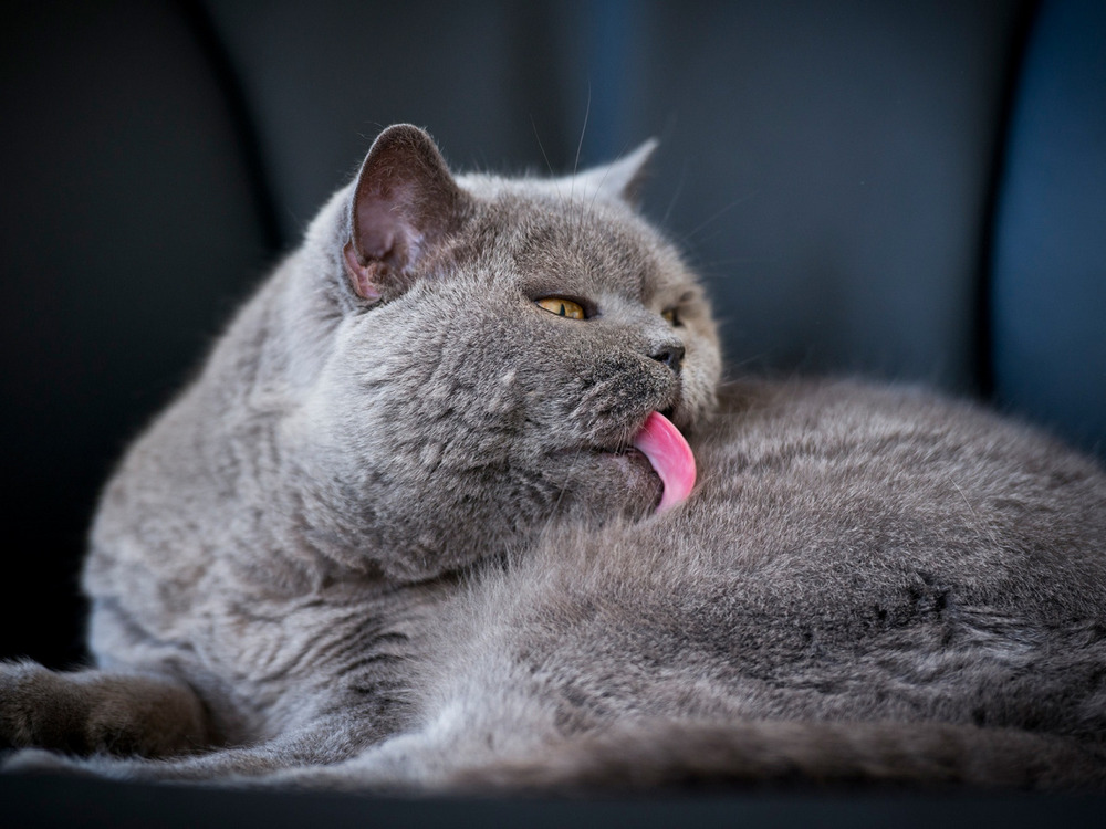 Gato gris