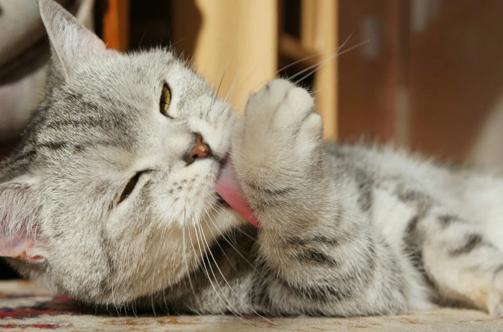 Gato en el suelo