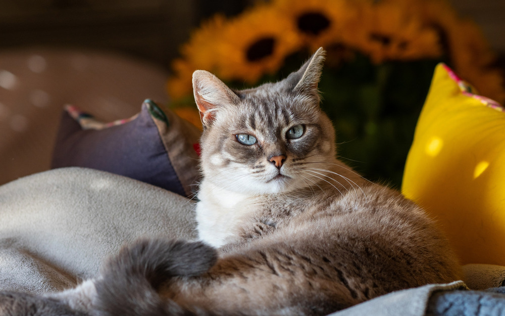 Gato cerca de las almohadas