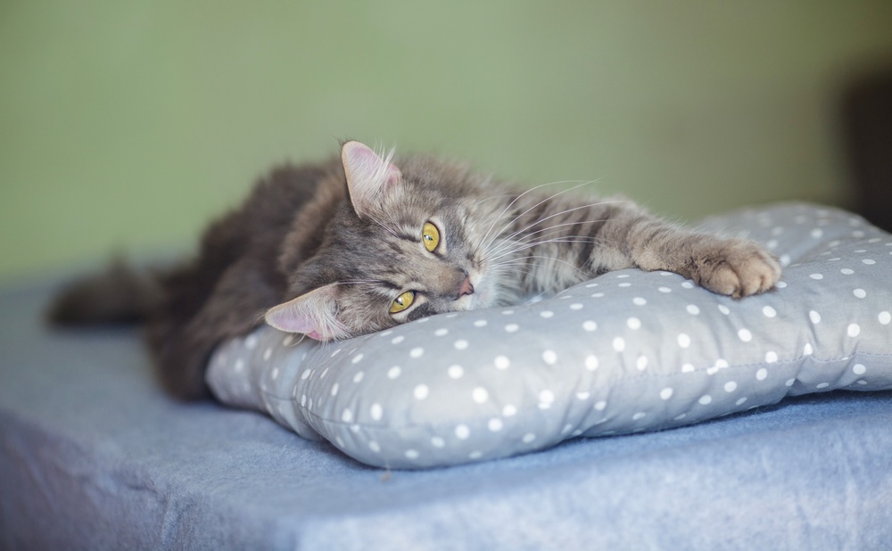 Gata en la almohada