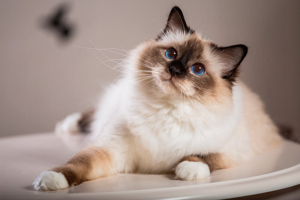 Gato