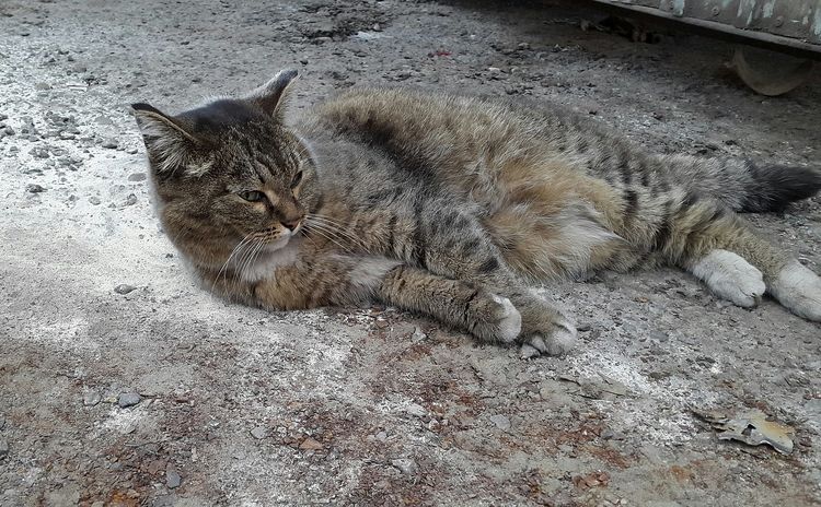 Gato tumbado en el polvo