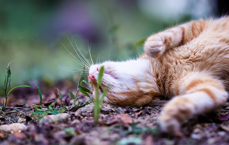 El gato se revuelca en el polvo