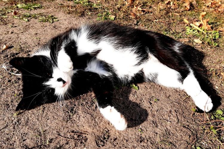 Gato negro y blanco tumbado en el suelo