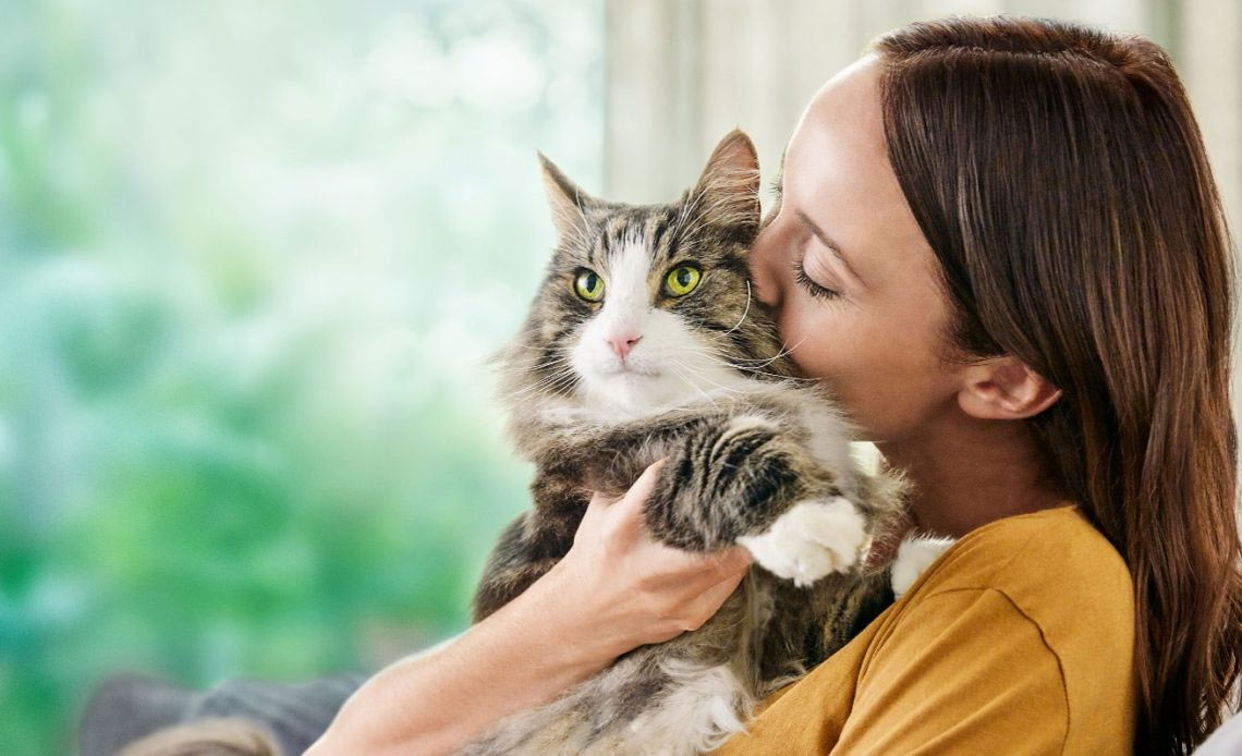 Qué afecta el olor del gato