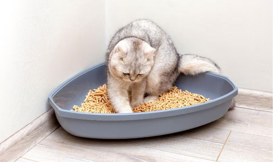 El gato escarba en el arenero