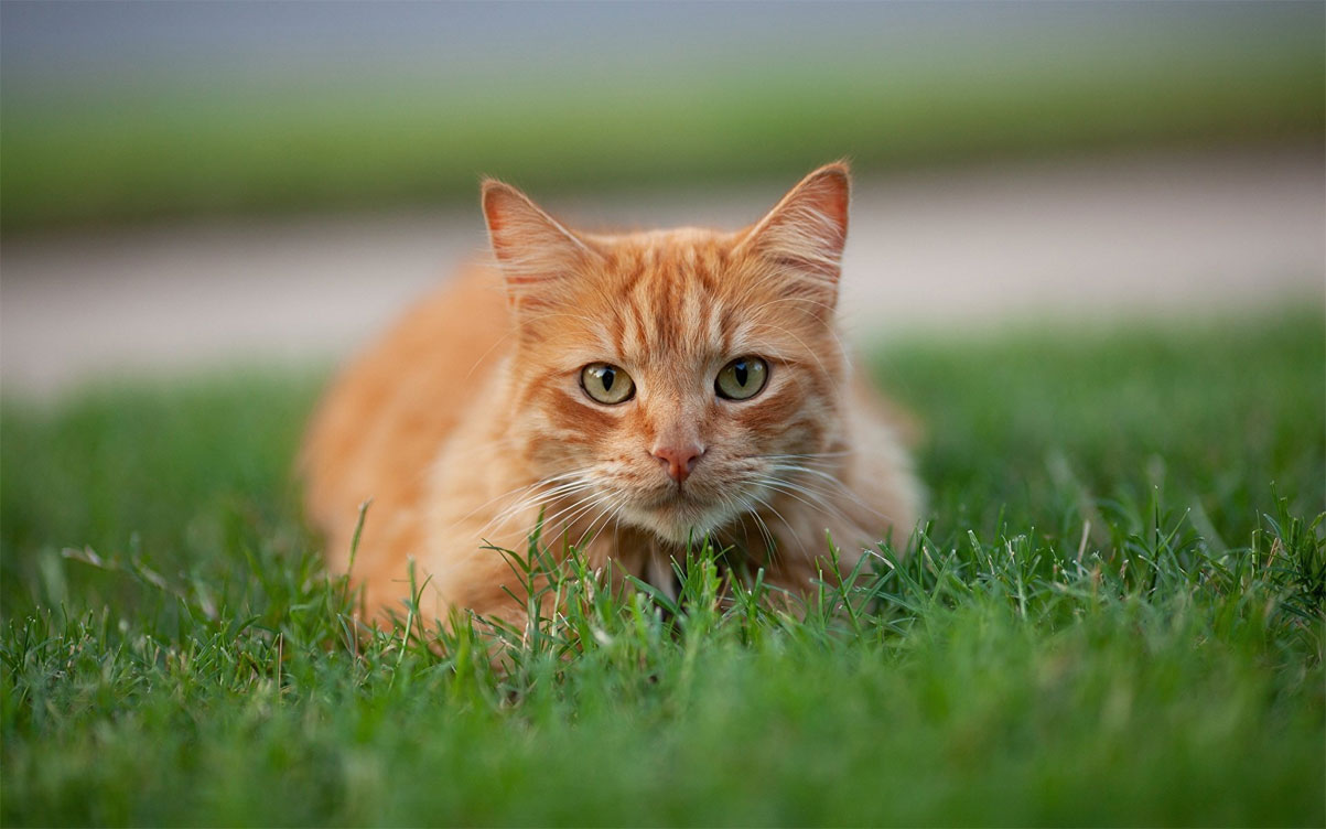 Instintos felinos