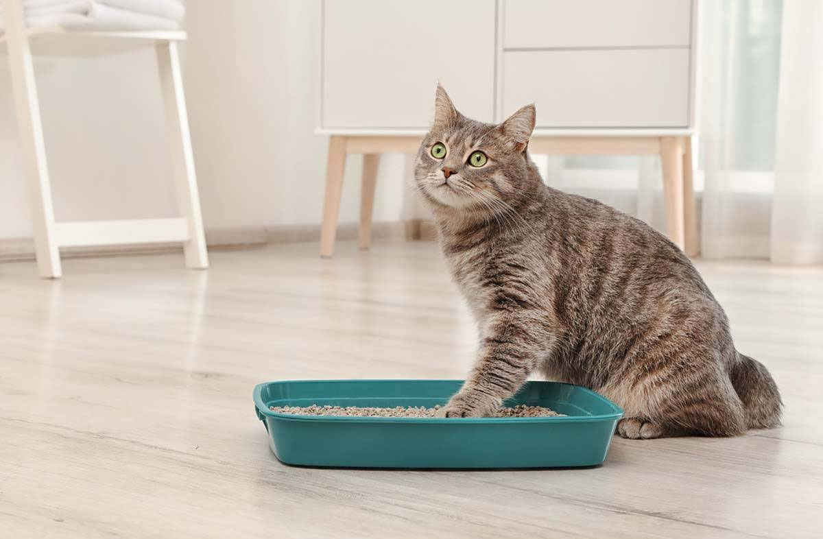 La gata y el arenero