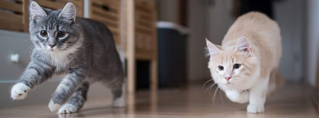 Causas de las carreras de gatos por la casa