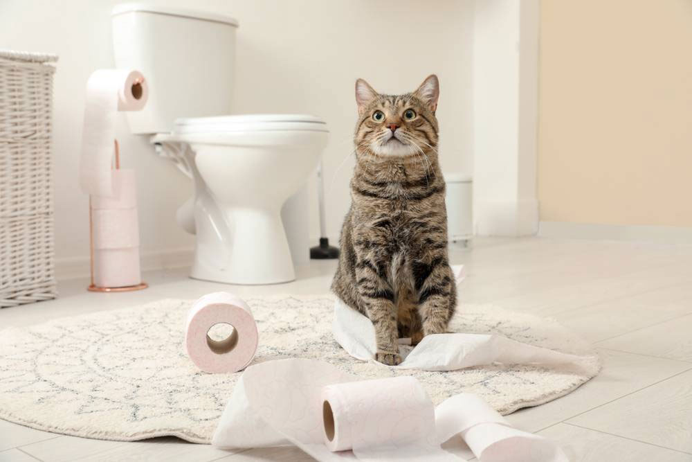 ¿Por qué los gatos se vuelven locos después de ir al baño?