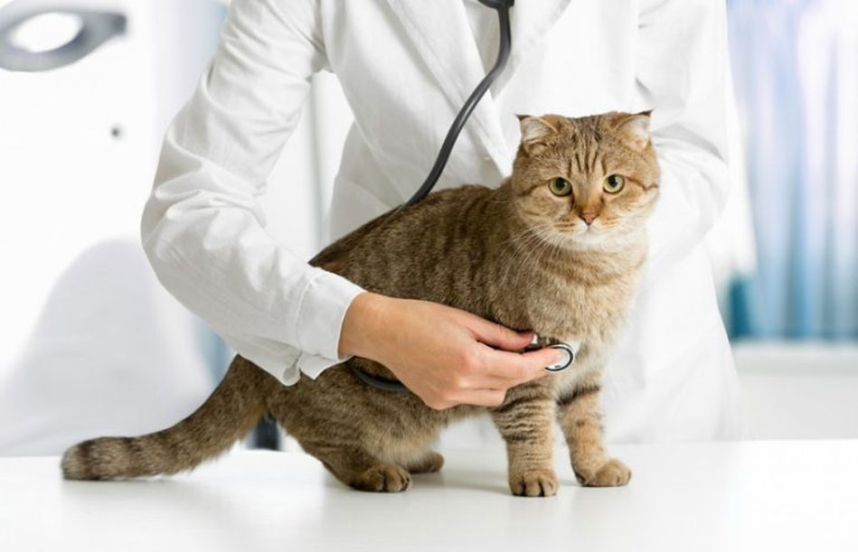 Señales de que hay que llevar al gato al veterinario
