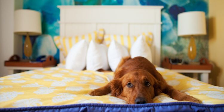 La perra está tumbada en la cama
