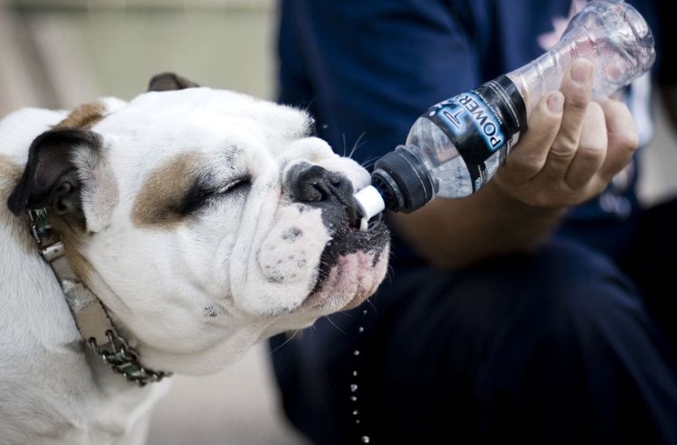 Se le da agua al perro.