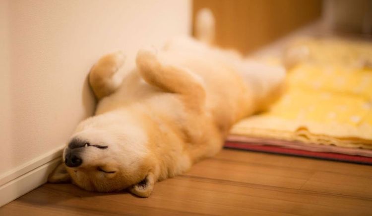El perro ha perdido el conocimiento
