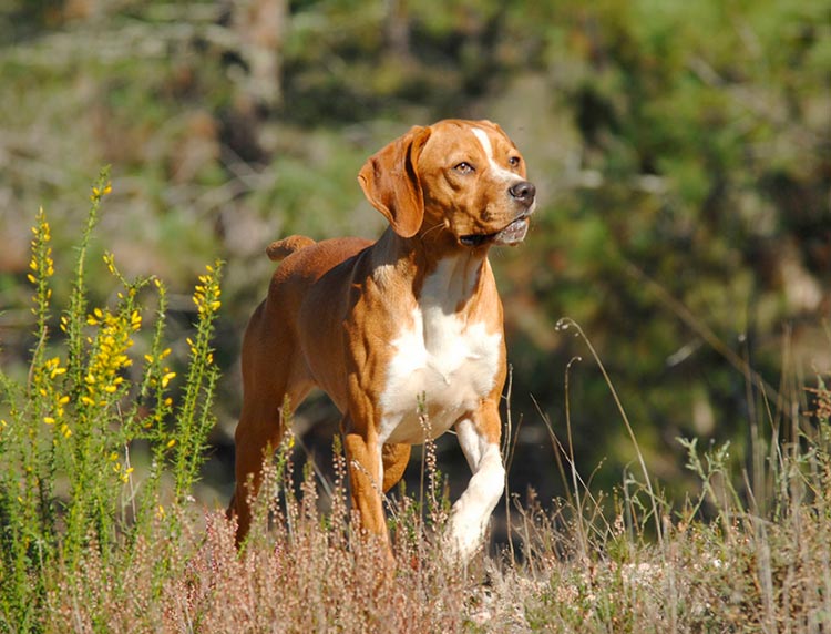 Perro de raza Braco portugués