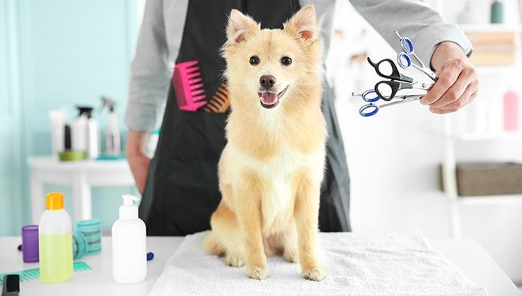 Peluquería canina